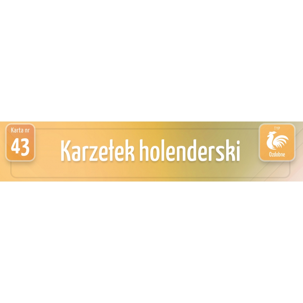 Karty Ras Kur - Karzełek holenderski Karty Ras Kur - Karzełek holenderski