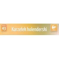 Karty Ras Kur - Karzełek holenderski Karty Ras Kur - Karzełek holenderski