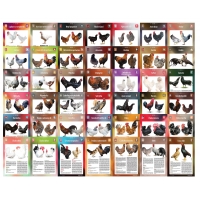 Karty Ras Kur - pakiet 42 kart