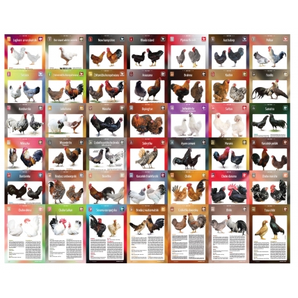 Karty Ras Kur - pakiet 42 kart