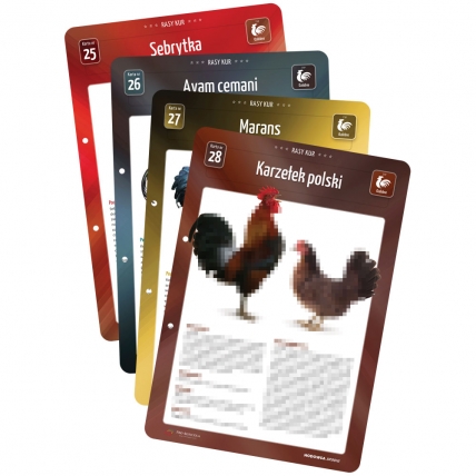 Karty Ras Kur - 4 sztuki (25, 26, 27, 28)