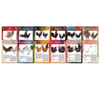 Karty Ras Kur 12 sztuk (25-36) Karty Ras Kur 12 sztuk (25-36)