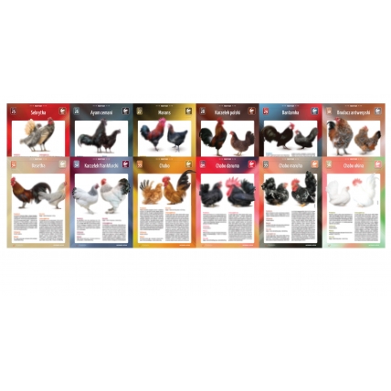 Karty Ras Kur 12 sztuk (25-36)