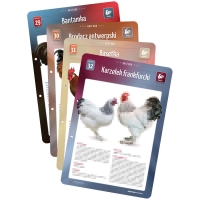 Karty Ras Kur - 4 sztuki (29, 30, 31, 32) Karty Ras Kur - 4 sztuki (29, 30, 31, 32)