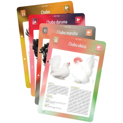 Karty Ras Kur - 4 sztuki (33, 34, 35, 36)