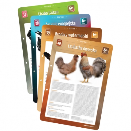 Karty Ras Kur - 4 sztuki (37, 38, 39, 40)