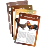 Karty Ras Kur - 4 sztuki (41, 42, 43, 44) Karty Ras Kur - 4 sztuki (41, 42, 43, 44)